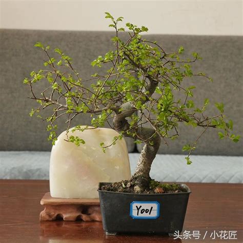 榔榆 盆景 植物 澆水 榆樹